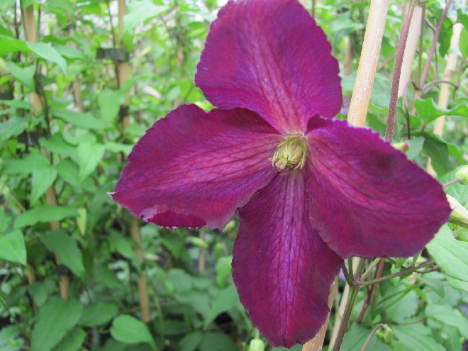 Clematis 'Zojapur' (Jackmanii Purpurea) Bosrank