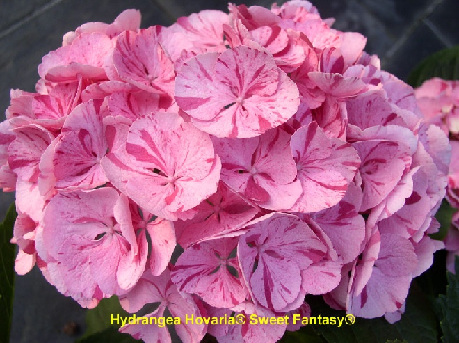 Hydrangea macrophylla 'Sweet Fantasy' (Hovaria Sweet Fantasy) HovariaÂ® Hortensia