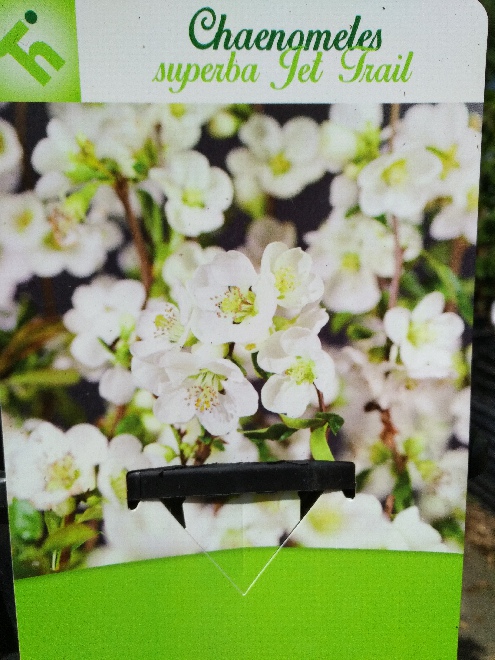 Chaenomeles superba 'Jet Trail' Dwergkwee, kweeappel