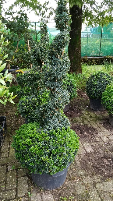 Buxus sempervirens Kurketrekker Bospalm