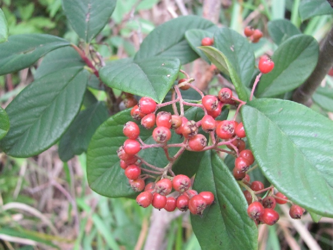 Cotoneaster lacteus Dwergmispel