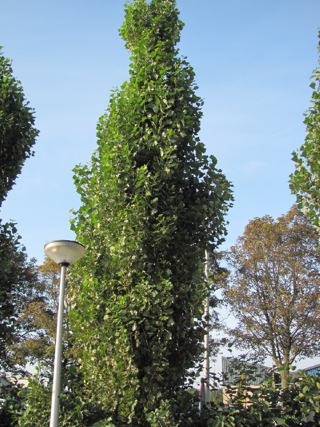 Populus nigra 'Italica' Zuilvormige Populier, Italiaanse Populier