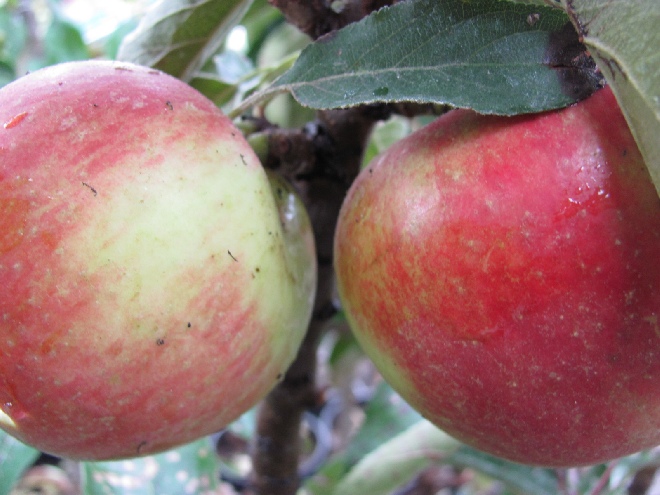 Malus domestica 'Sunlight' Ballerina, Minitree Appel, Zuilappel