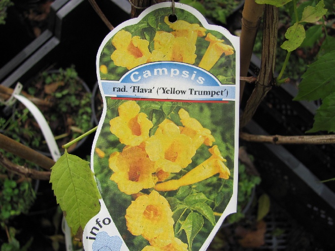 Campsis radicans 'Flava' (syn. Campsis radicans 'Yellow Trumpet') Trompetklimmer