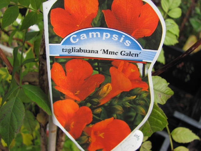 Campsis tagliabuana 'Mme Galen' Rode Trompetklimmer