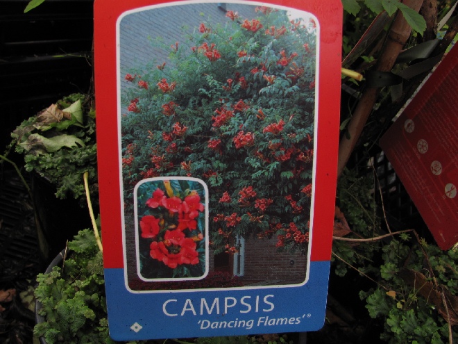 Campsis tagliabuana 'Huidan' (Dancing Flames) Oranje Trompetklimmer