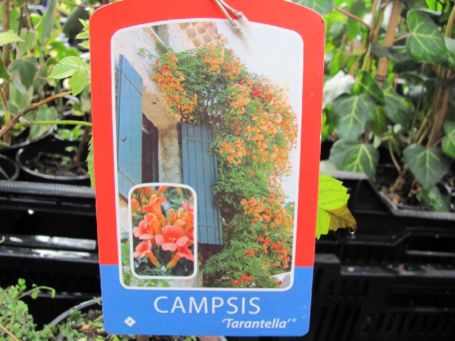 Campsis tagliabuana 'Tarantella' Trompetklimmer