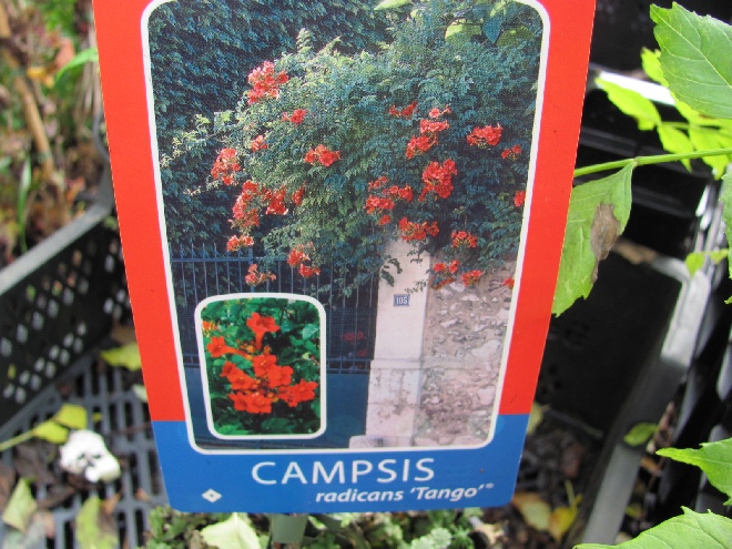 Campsis radicans 'Huitan' (Tango) Trompetklimmer