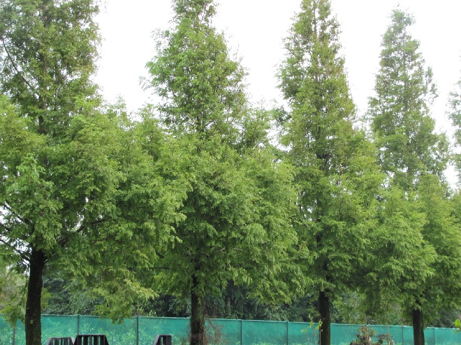 Metasequoia glyptostroboides Watercypres