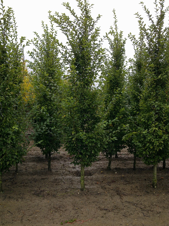 Carpinus betulus 'Fastigiata' Zuilvormige Haagbeuk