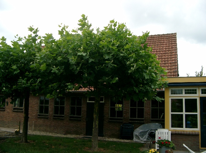 Platanus hispanica (Dakplataan) Dakplataan
