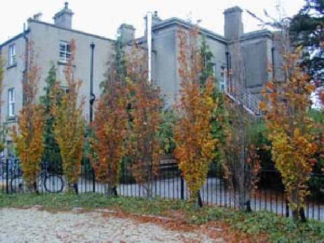 Fagus sylvatica 'Dawyck' Zuilvormige Beuk