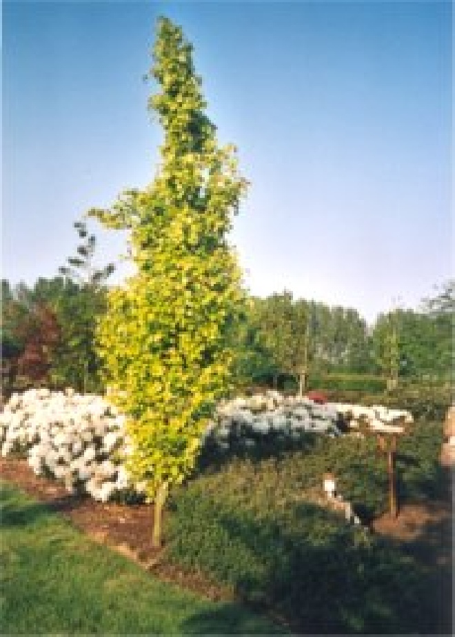 Fagus sylvatica 'Dawyck Gold' Zuilvormige Beuk