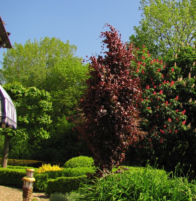 Fagus sylvatica 'Dawyck Purple' Zuilvormige Beuk