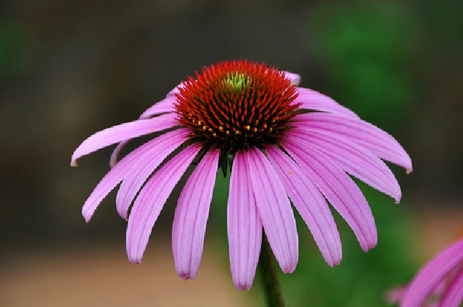 Echinacea pallida Zonnehoed