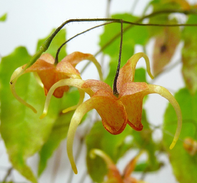Epimedium perralderianum 'Amber Queen'  Elfenbloempje