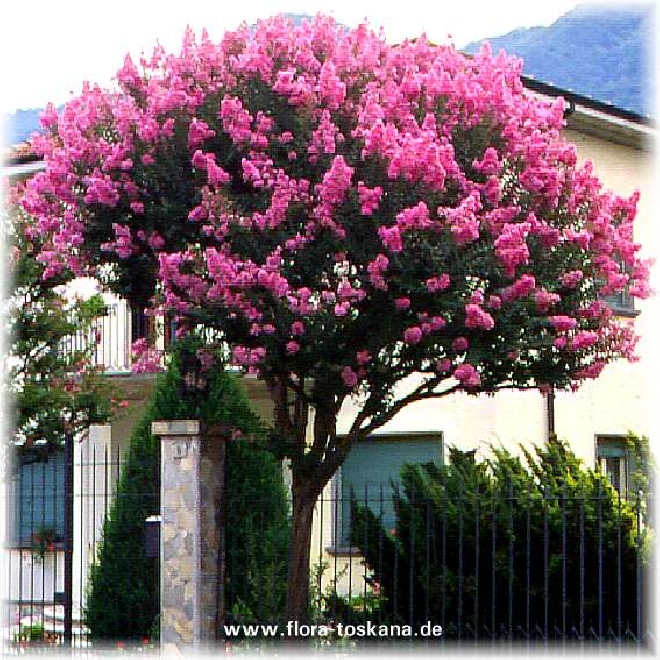 Lagerstroemia indica Indische Lelie, Drakenbloem