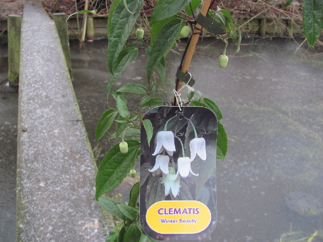 Clematis 'Winter Beauty' Witte Bosrank