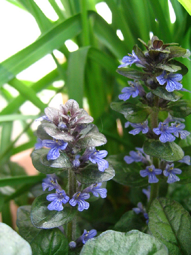 Ajuga reptans 'Braunherz' Zenegroen