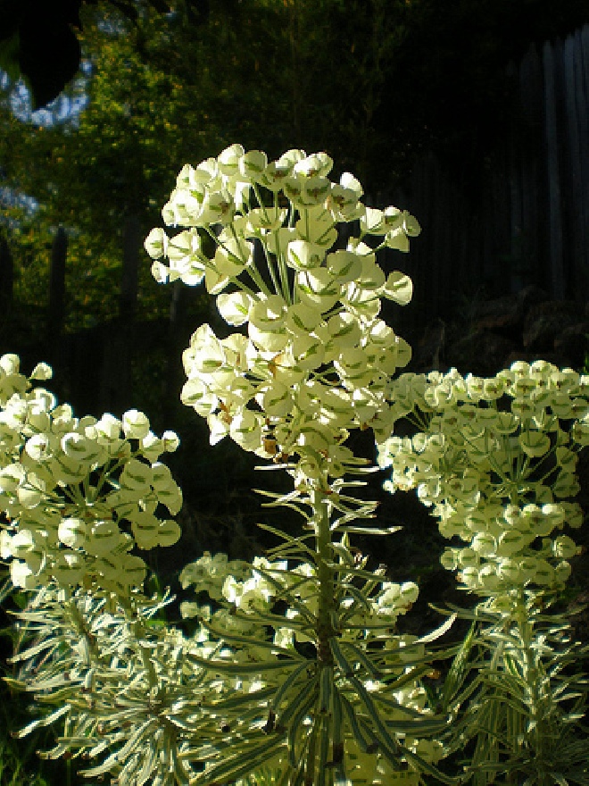 Euphorbia characias 'Tasmanian Tiger'  Wolfsmelk