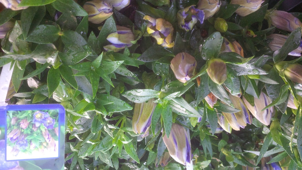 Gentiana scabra 'Genfire' (Blue Heart) Gentiaan
