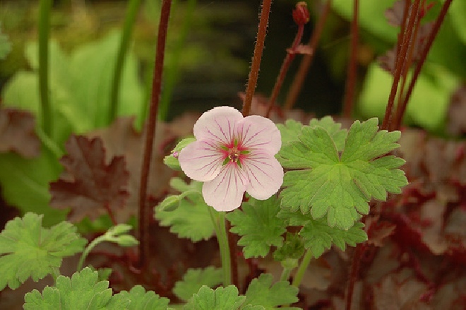 Geranium 'Coombland White' Ooievaarsbek