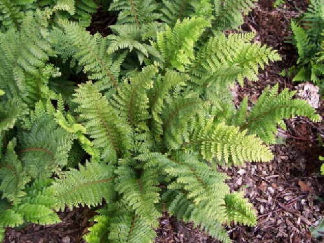 Polystichum setiferum 'Dahlem' Naaldvaren