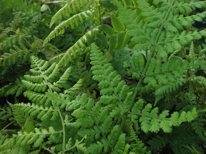 Dryopteris affinis 'Congesta Cristata' goudschubbenvaren