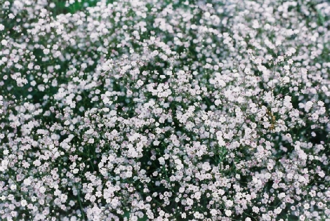 Gypsophila paniculata 'Bristol Fairy' Gipskruid