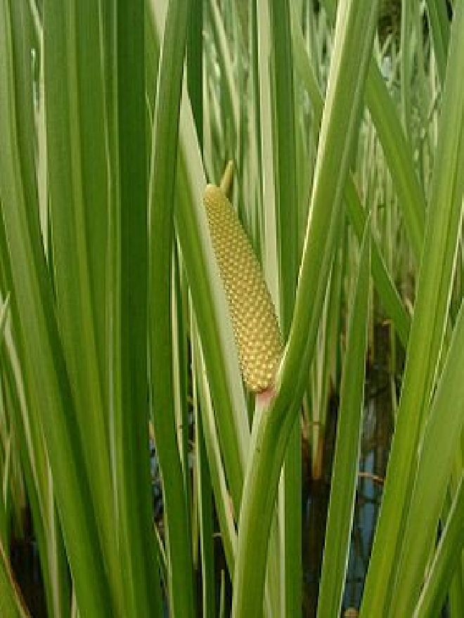 Acorus calamus Kalmoes