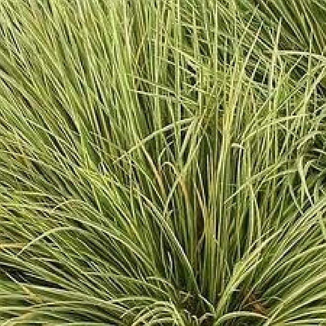 Acorus gramineus Kalmoes