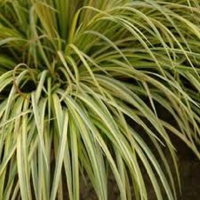 Acorus gramineus 'Ogon' Kalmoes