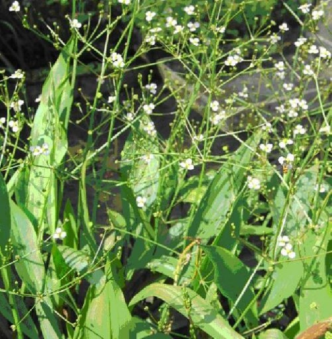 Alisma lanceolatum Grote Waterweegbree