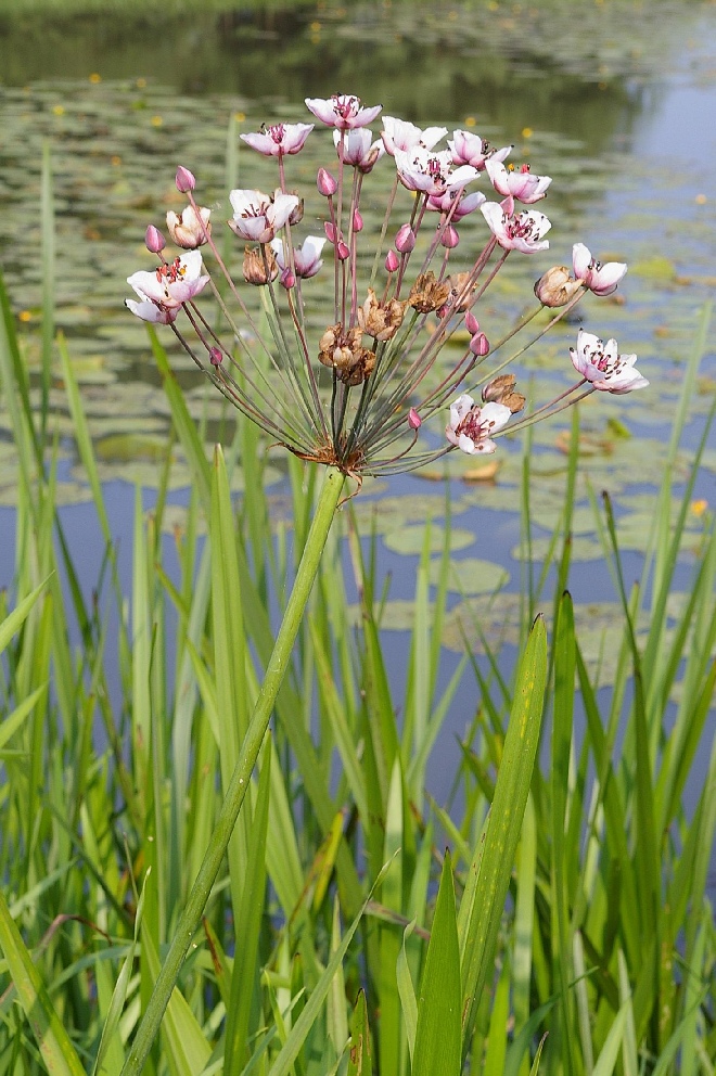 Butomus umbellatus Zwanenbloem