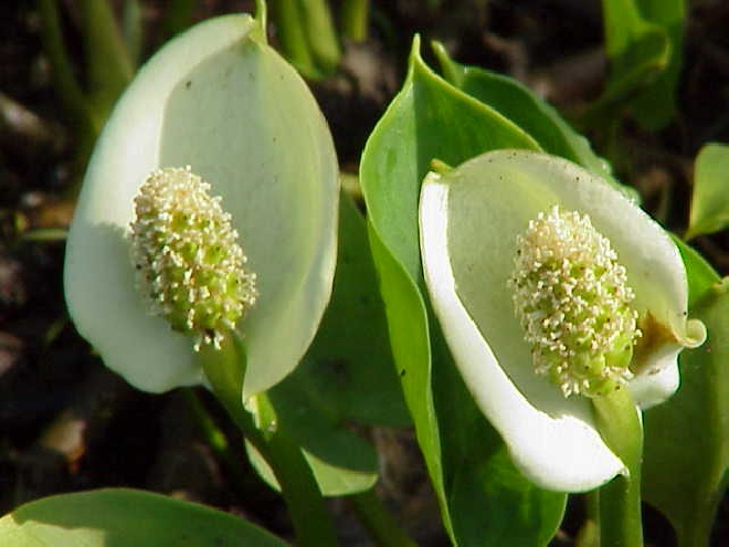 Calla palustris Slangewortel