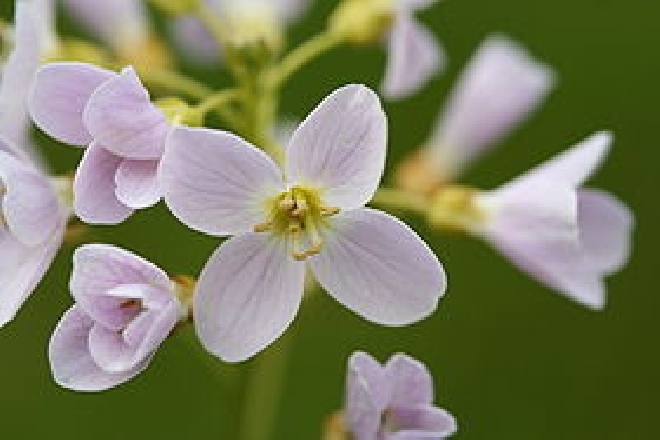 Cardamine pratensis Pinksterbloem