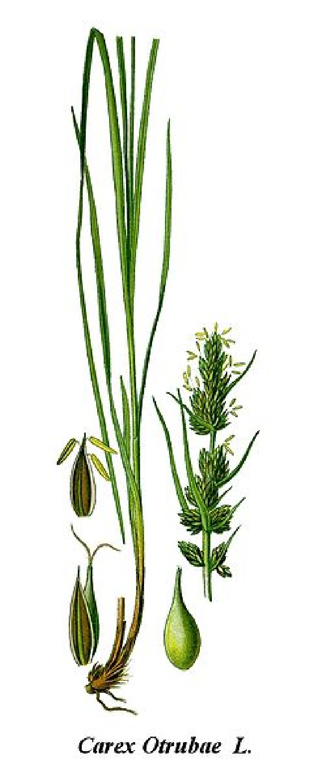 Carex otrubae Valse Voszegge