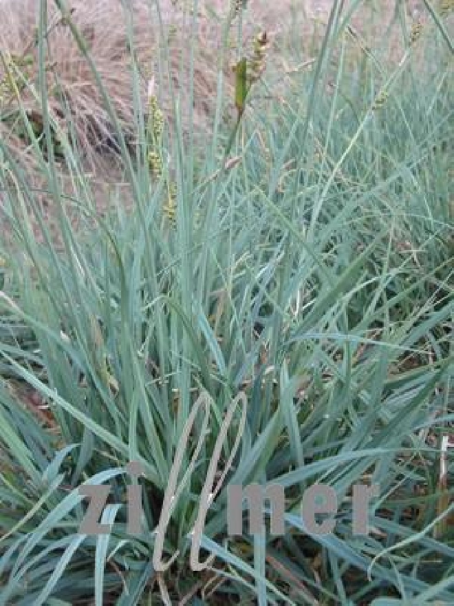 Carex panicea Blauwe Zegge