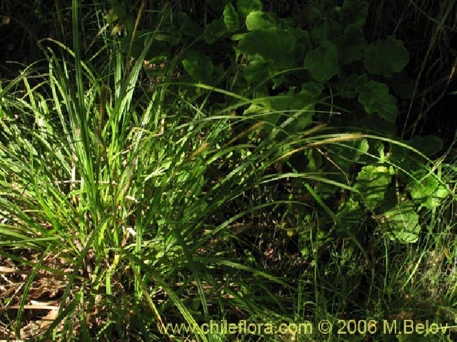 Carex pseudocyperus Hoge cyperzegge