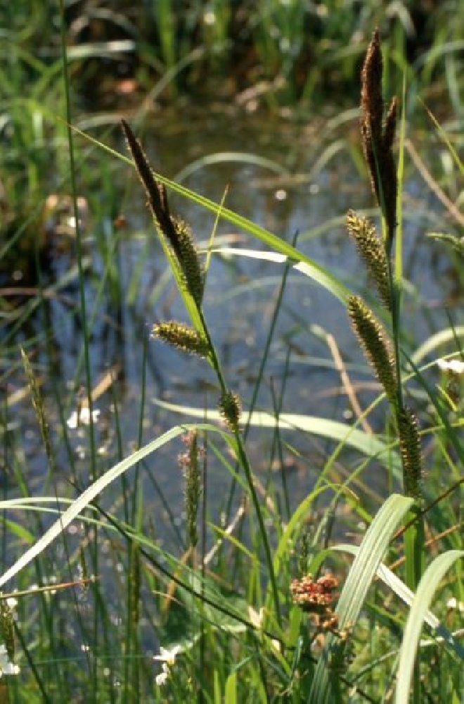 Carex riparia Oeverzegge