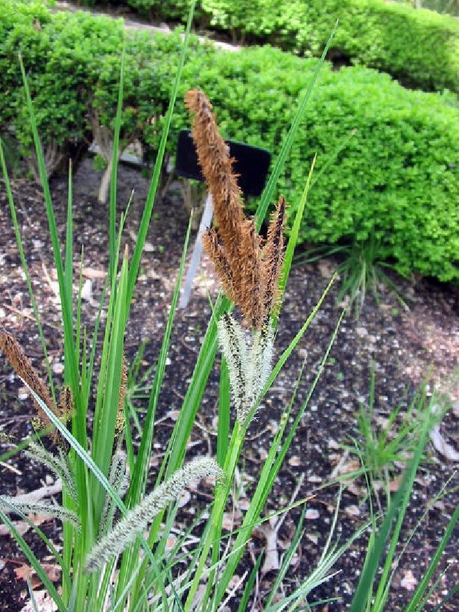 Carex riparia 'Variegata'  Oeverzegge