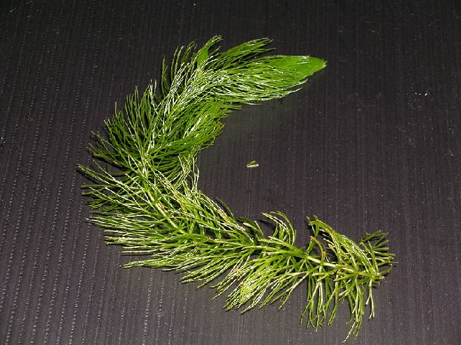 Ceratophyllum demersum Grof Hoornblad
