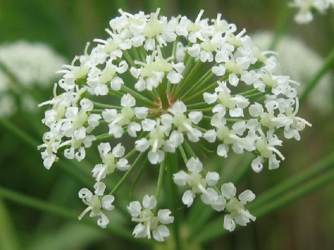 Cicuta virosa waterscheerling