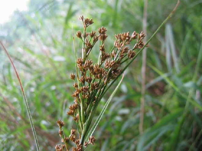 Cladium mariscus Galigaan