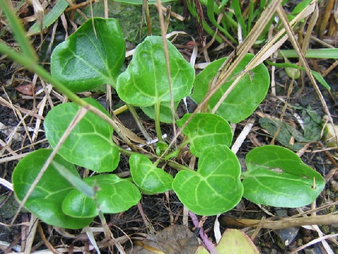 Cochlearia officinalis Echt lepelblad