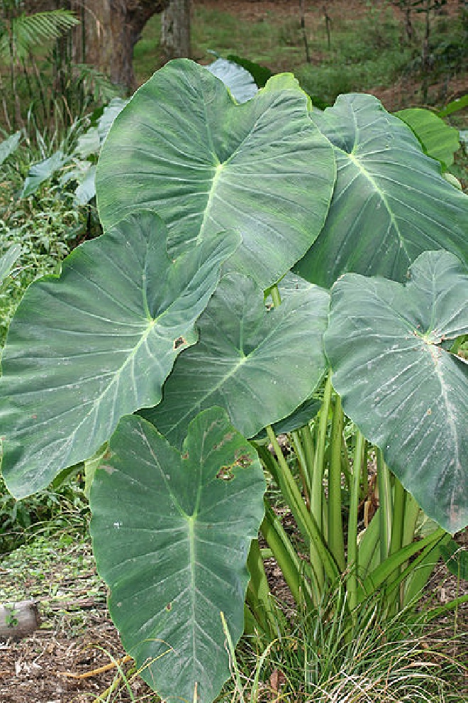 Colocasia esculenta Olifantsoor