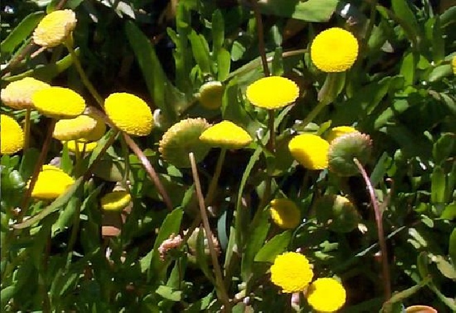 Cotula coronopifolia Goudknoopje
