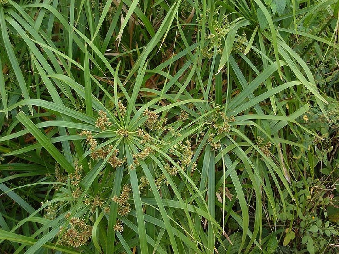 Cyperus alternifolius parapluplant.