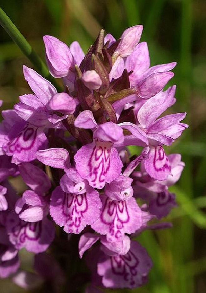 Dactylorhiza majalis subsp. praetermissa Gevlekte Rietorchis