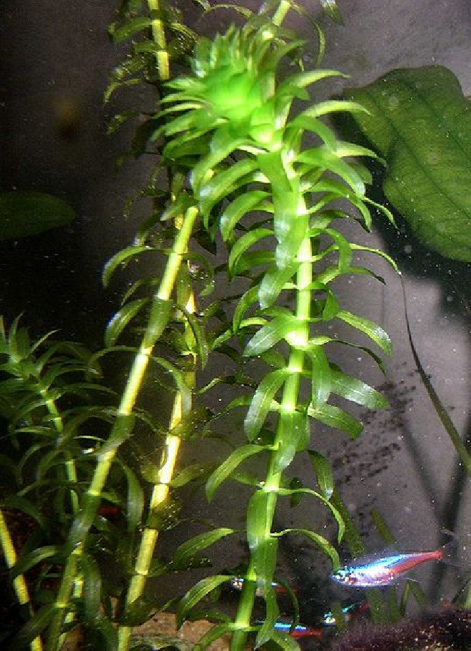 Egeria densa (syn. Elodea densa) Argentijnse Waterpest